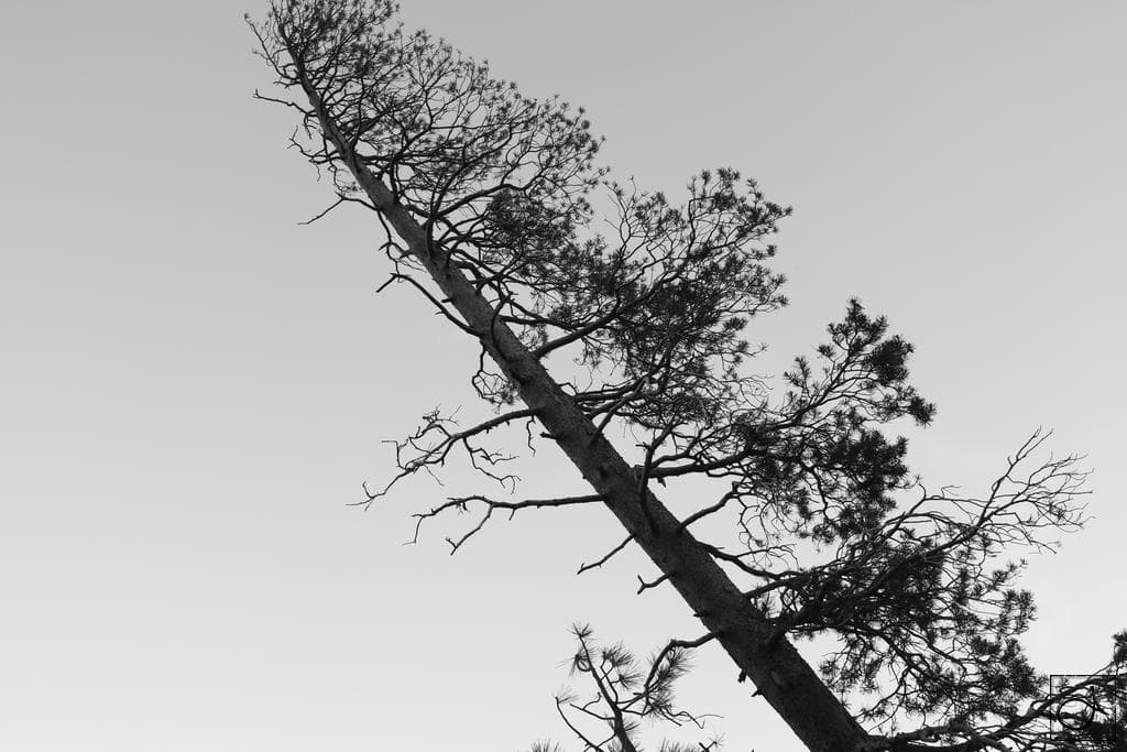 West Coast 2019-20 - 2